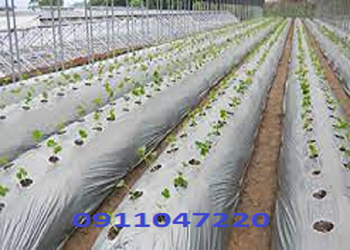 Màng PE Bình Dương chất lượng, giá rẻ nhất nhất năm 2025 3 Màng Pe Che Mưa